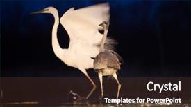  Presentation with grey - PPT theme enhanced with grey heron and greate white background and a  colored foreground