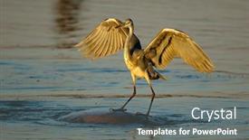  Presentation with kruger - Slide deck consisting of grey-heron-ardea-cinerea-balancing background and a gray colored foreground