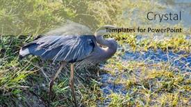  Presentation with grey - Cool new PPT layouts with grey-heron-ardea-cinerea-everglades backdrop and a mint green colored foreground