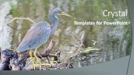  Presentation with florida - PPT theme featuring grey-heron-ardea-cinerea-everglades background and a gray colored foreground