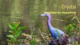  Presentation with florida - PPT theme featuring grey-heron-ardea-cinerea-everglades background and a tawny brown colored foreground
