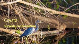  Presentation with florida - Cool new PPT layouts with grey-heron-ardea-cinerea-everglades backdrop and a tawny brown colored foreground