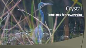  Presentation with grey - Colorful presentation theme enhanced with grey-heron-ardea-cinerea-everglades backdrop and a ocean colored foreground