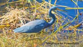  Presentation with grey - Cool new slides with grey-heron-ardea-cinerea-everglades backdrop and a yellow colored foreground