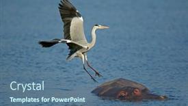  Presentation with south africa - Slides featuring grey-heron-ardea-cinerea-landing background and a ocean colored foreground
