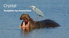  Presentation with kruger - Amazing PPT layouts having grey-heron-ardea-cinerea-standing backdrop and a teal colored foreground