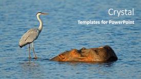  Presentation with kruger - Presentation theme featuring grey-heron-ardea-cinerea-standing background and a teal colored foreground