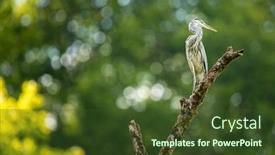  Presentation with grey rocks - Cool new presentation theme with grey-heron-ardea-cinerea-wildlife backdrop and a tawny brown colored foreground