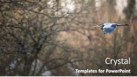  Presentation with flight - Audience pleasing presentation consisting of grey-heron-ardea-cinerea backdrop and a dark gray colored foreground