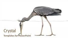  Presentation with grey line drawings of tall buildings - Slides enhanced with grey heron catching a fish background and a cream colored foreground