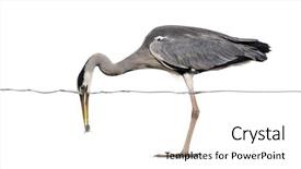  Presentation with grey line drawings of tall buildings - Beautiful slides featuring grey heron catching a fish backdrop and a white colored foreground