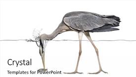  Presentation with under water - Beautiful theme featuring grey heron catching a fish backdrop and a white colored foreground