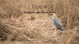  Presentation with hunting - Amazing slide deck having grey-heron-hunting-amid-reeds backdrop and a coral colored foreground