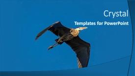  Presentation with flight - Slide set with grey-heron-in-flight-against background and a ocean colored foreground