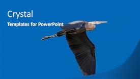  Presentation with flight - PPT theme having grey-heron-in-flight-against background and a teal colored foreground