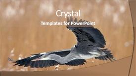 Presentation with natural disasters flood - PPT theme with grey heron in natural habitat background and a coral colored foreground