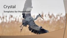  Presentation with natural gas power generation - Colorful slides enhanced with grey heron in natural habitat backdrop and a light gray colored foreground