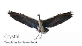  Presentation with grey - Presentation theme consisting of grey-heron-isolated-on-white background and a white colored foreground