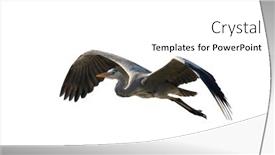  Presentation with grey - Presentation theme featuring grey-heron-isolated-on-white background and a white colored foreground