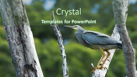  Presentation with fly - PPT theme enhanced with grey-heron-perched background and a tawny brown colored foreground