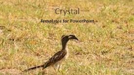  Presentation with grey - Theme featuring grey-hornbill-tochus-nasutus-standing background and a yellow colored foreground