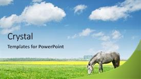  Presentation with horse - Slide set consisting of grey horse on flower meadow background and a light blue colored foreground