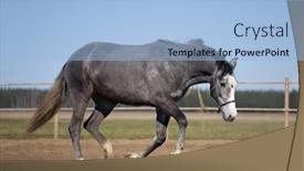  Presentation with horse - Slides with grey-horse-running-in-platz background and a light blue colored foreground