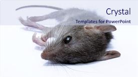  Presentation with field - PPT layouts enhanced with grey house or field mouse background and a sky blue colored foreground