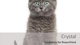  Presentation with british - Cool new theme with grey-kitten-british-shorthair-sitting backdrop and a light gray colored foreground