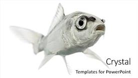  Presentation with koi fish - Beautiful slides featuring grey koi mouth open isolated backdrop and a  colored foreground