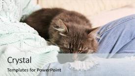  Presentation with sleeping - Colorful PPT theme enhanced with s knees in the room backdrop and a white colored foreground