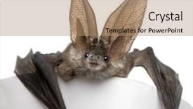 Presentation with grey - Audience pleasing PPT theme consisting of grey long-eared bat plecotus backdrop and a coral colored foreground
