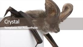  Presentation with ear - PPT layouts consisting of grey long-eared bat plecotus background and a tawny brown colored foreground