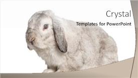  Presentation with art white gray grey - Audience pleasing theme consisting of grey-lop-rabbit-isolated backdrop and a white colored foreground