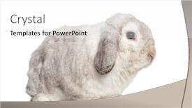  Presentation with rabbit - Cool new slides with grey-lop-rabbit-isolated backdrop and a white colored foreground