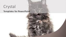  Presentation with maine - Presentation theme enhanced with grey-maine-coon-kitten-sitting background and a light gray colored foreground