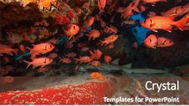  Presentation with shark - Colorful slide set enhanced with grey orange world - baby of reef shark sleeping backdrop and a  colored foreground