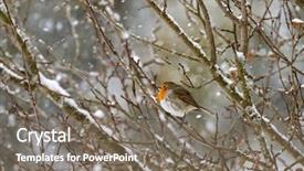  Presentation with robin bird - Slides having grey orange world - european robin redbreast bird sitting background and a gray colored foreground