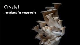 Presentation with oyster - Presentation design enhanced with grey-oyster-mushrooms-isolated background and a black colored foreground
