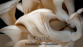  Presentation with oyster mushroom on substrate - PPT theme with grey-oyster-mushrooms-isolated background and a coral colored foreground