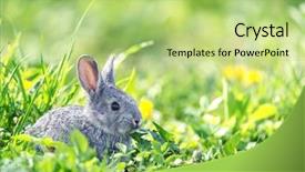  Presentation with rabbit - Amazing slides having grey rabbit in grass closeup backdrop and a mint green colored foreground