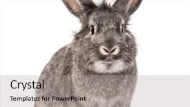  Presentation with art white gray grey - Colorful slides enhanced with grey rabbit isolated on white backdrop and a light gray colored foreground