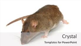  Presentation with rat - Amazing theme having mice rats experiment - grey rat backdrop and a light gray colored foreground