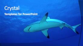  Presentation with shark - Slide set enhanced with grey reef shark background and a cobalt blue colored foreground