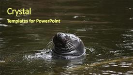  Presentation with atlantic - PPT theme consisting of grey seal halichoerus grypus also background and a  colored foreground