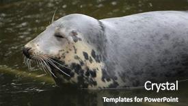  Presentation with atlantic - PPT theme consisting of grey seal halichoerus grypus also background and a  colored foreground