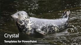  Presentation with atlantic - Beautiful PPT theme featuring grey seal halichoerus grypus also backdrop and a  colored foreground