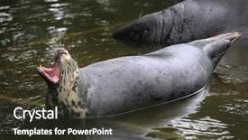  Presentation with underwater wild nature sea life - Colorful presentation theme enhanced with grey seal halichoerus grypus also backdrop and a  colored foreground