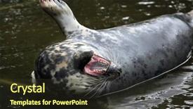  Presentation with grey - Slide deck featuring grey seal halichoerus grypus also background and a  colored foreground