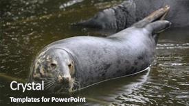  Presentation with grey - Cool new presentation theme with grey seal halichoerus grypus also backdrop and a  colored foreground
